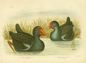 Black-Backed Porphyrio, 1891